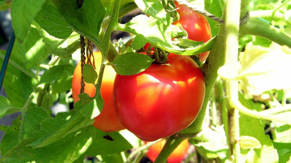 Mississippi River saltwater wedge worries Plaquemines Parish farmers